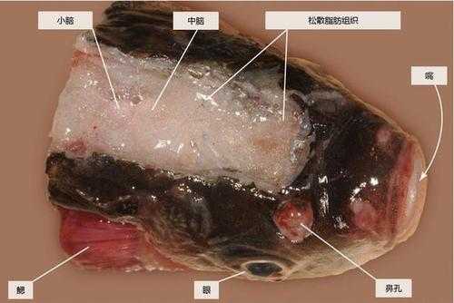 鱼头吃哪里(鱼头哪些部位不能吃鱼头什么部位不能吃)-第1张图片-厨房小当家 鱼头吃哪里(鱼头哪些部位不能吃鱼头什么部位不能吃)-第1张图片-厨房小当家
