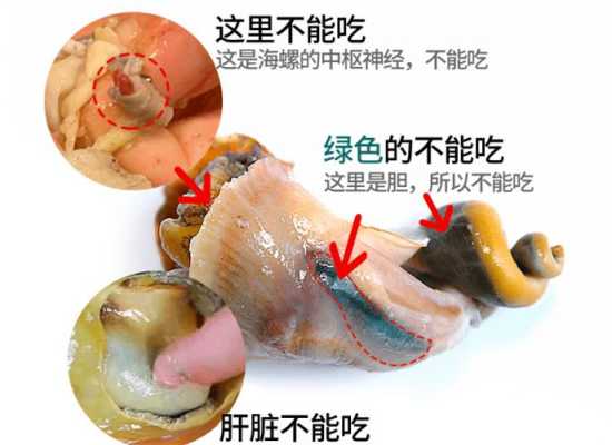海螺肉哪里不能吃(海螺哪里不能吃图示)-第2张图片-厨房小当家 海螺肉哪里不能吃(海螺哪里不能吃图示)-第2张图片-厨房小当家
