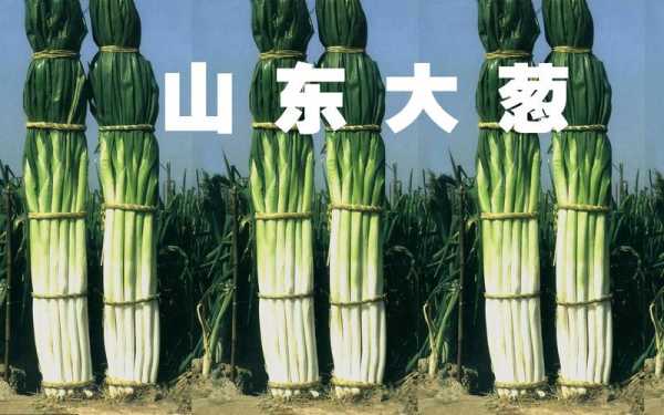 葱省的由来和传说,葱吃哪里?-第2张图片-厨房小当家 葱省的由来和传说,葱吃哪里?-第2张图片-厨房小当家