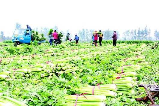 全国四大西芹之乡,哪里有芹菜种植基地-第3张图片-厨房小当家 全国四大西芹之乡,哪里有芹菜种植基地-第3张图片-厨房小当家