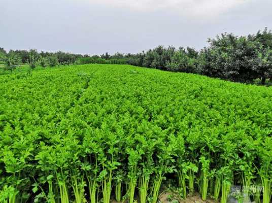 全国四大西芹之乡,哪里有芹菜种植基地-第1张图片-厨房小当家 全国四大西芹之乡,哪里有芹菜种植基地-第1张图片-厨房小当家
