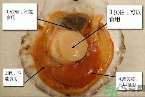 扇贝怎么吃,扇贝哪些部位不能吃,扇贝哪里不能吃图解扇贝能一起吃吗-第2张图片-厨房小当家 扇贝怎么吃,扇贝哪些部位不能吃,扇贝哪里不能吃图解扇贝能一起吃吗-第2张图片-厨房小当家
