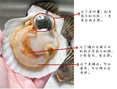 扇贝怎么吃,扇贝哪些部位不能吃,扇贝哪里不能吃图解扇贝能一起吃吗-第1张图片-厨房小当家 扇贝怎么吃,扇贝哪些部位不能吃,扇贝哪里不能吃图解扇贝能一起吃吗-第1张图片-厨房小当家