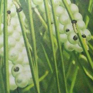 松枝记生意怎么样(昆虫记松毛虫的卵群的特点)-第1张图片-厨房小当家 松枝记生意怎么样(昆虫记松毛虫的卵群的特点)-第1张图片-厨房小当家