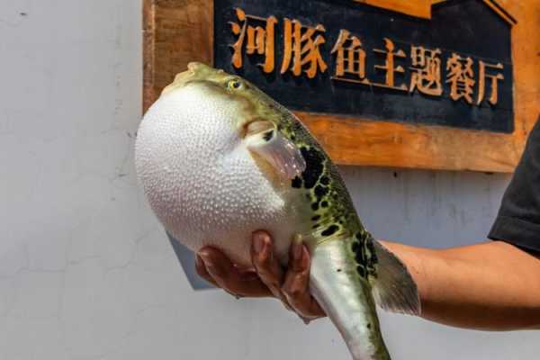 河豚哪里有吃(请问深圳哪里有吃河豚的地方)-第3张图片-厨房小当家 河豚哪里有吃(请问深圳哪里有吃河豚的地方)-第3张图片-厨房小当家
