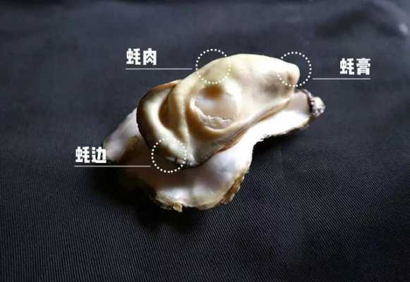 生蚝的哪些地方不能吃,生蚝哪里不可以吃图解-第1张图片-厨房小当家 生蚝的哪些地方不能吃,生蚝哪里不可以吃图解-第1张图片-厨房小当家