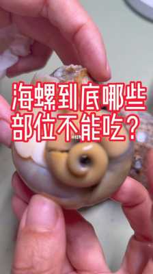 海螺哪里不可以吃(海螺什么地方不能吃)-第2张图片-厨房小当家 海螺哪里不可以吃(海螺什么地方不能吃)-第2张图片-厨房小当家