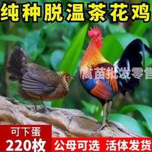 云南主要养鸡地区,哪里有茶花鸡苗卖-第3张图片-厨房小当家 云南主要养鸡地区,哪里有茶花鸡苗卖-第3张图片-厨房小当家