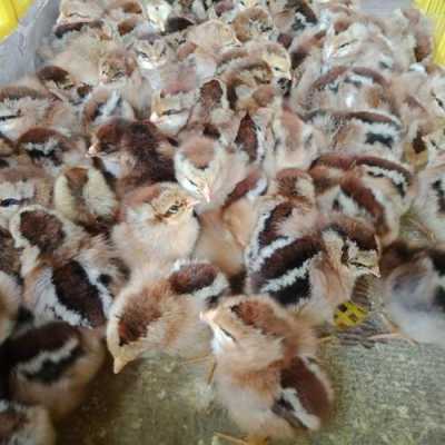 云南主要养鸡地区,哪里有茶花鸡苗卖-第1张图片-厨房小当家 云南主要养鸡地区,哪里有茶花鸡苗卖-第1张图片-厨房小当家