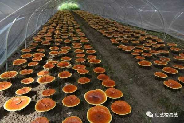 中国最好的灵芝产地是哪里,灵芝哪里好玩-第2张图片-厨房小当家 中国最好的灵芝产地是哪里,灵芝哪里好玩-第2张图片-厨房小当家