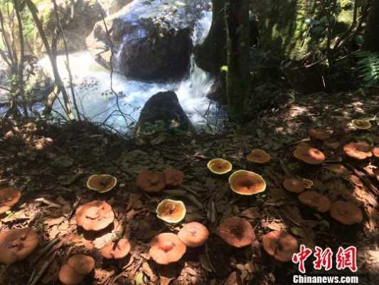 中国最好的灵芝产地是哪里,灵芝哪里好玩-第1张图片-厨房小当家 中国最好的灵芝产地是哪里,灵芝哪里好玩-第1张图片-厨房小当家