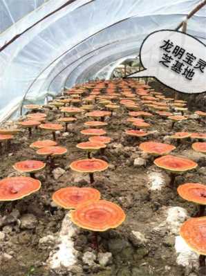 中国最好的灵芝产地是哪里,灵芝哪里好玩-第3张图片-厨房小当家 中国最好的灵芝产地是哪里,灵芝哪里好玩-第3张图片-厨房小当家