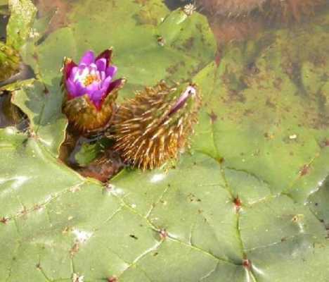 芡实生长在哪里(芡实生长在哪里?)-第3张图片-厨房小当家 芡实生长在哪里(芡实生长在哪里?)-第3张图片-厨房小当家