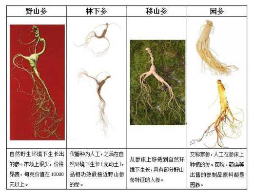 人参哪里好(哪里的人参最好)-第3张图片-厨房小当家 人参哪里好(哪里的人参最好)-第3张图片-厨房小当家