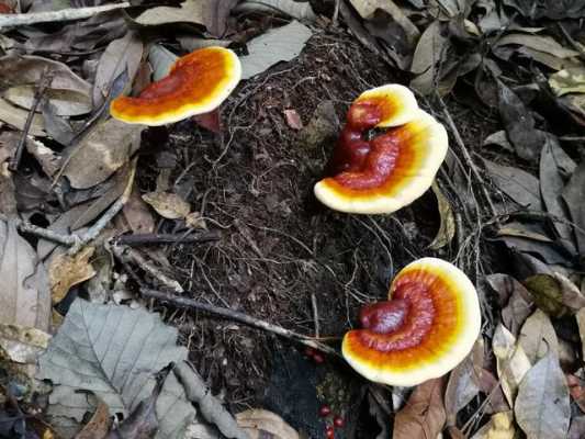 中国最好的灵芝产地是哪里,云南灵芝哪里最好-第3张图片-厨房小当家 中国最好的灵芝产地是哪里,云南灵芝哪里最好-第3张图片-厨房小当家