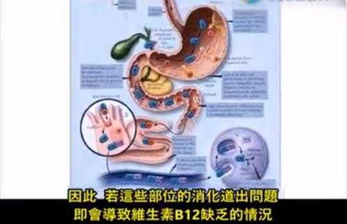 促进b12吸收的因素是什么,维生素B12在哪里吸收-第2张图片-厨房小当家 促进b12吸收的因素是什么,维生素B12在哪里吸收-第2张图片-厨房小当家