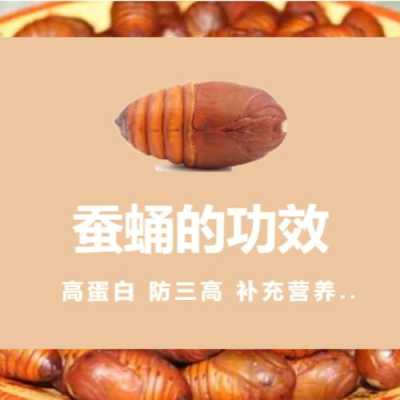 蚕蛹哪里不能吃(蚕蛹哪里不能吃图解)-第1张图片-厨房小当家 蚕蛹哪里不能吃(蚕蛹哪里不能吃图解)-第1张图片-厨房小当家
