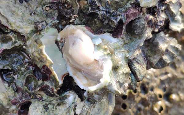 生蚝生长在海里还是河里,生蚝是哪里的特产-第3张图片-厨房小当家 生蚝生长在海里还是河里,生蚝是哪里的特产-第3张图片-厨房小当家