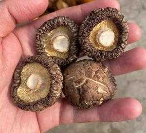 哪里的干香菇（哪里的干香菇最好）-第2张图片-厨房小当家