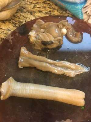象拔蚌哪里不能吃(象拔蚌哪里不能吃视频)-第2张图片-厨房小当家 象拔蚌哪里不能吃(象拔蚌哪里不能吃视频)-第2张图片-厨房小当家