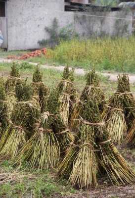 芝麻哪里的好(哪里产的黑芝麻最好呢)-第2张图片-厨房小当家 芝麻哪里的好(哪里产的黑芝麻最好呢)-第2张图片-厨房小当家