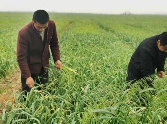 蒜苔长在哪里（蒜苔在地里边长啥样）-第1张图片-厨房小当家