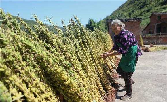 哪里芝麻最好(云南什么地方种芝麻最好)-第2张图片-厨房小当家 哪里芝麻最好(云南什么地方种芝麻最好)-第2张图片-厨房小当家