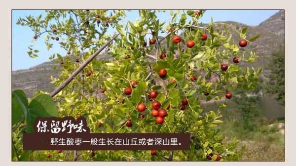 大枣在哪里(山楂产于哪里)-第1张图片-厨房小当家 大枣在哪里(山楂产于哪里)-第1张图片-厨房小当家