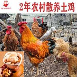 鸡肉哪里买(哪里可以买到正宗的土鸡:就是那种农民养的鸡,吃稻谷、吃玉米、吃菜的鸡)-第2张图片-厨房小当家 鸡肉哪里买(哪里可以买到正宗的土鸡:就是那种农民养的鸡,吃稻谷、吃玉米、吃菜的鸡)-第2张图片-厨房小当家