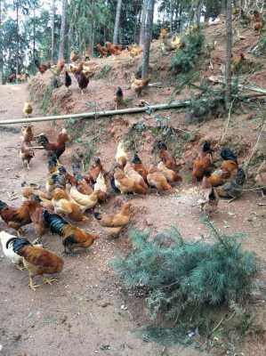 鸡肉哪里买(哪里可以买到正宗的土鸡:就是那种农民养的鸡,吃稻谷、吃玉米、吃菜的鸡)-第3张图片-厨房小当家 鸡肉哪里买(哪里可以买到正宗的土鸡:就是那种农民养的鸡,吃稻谷、吃玉米、吃菜的鸡)-第3张图片-厨房小当家