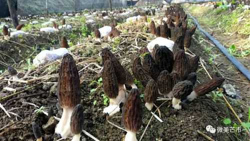 哪里有羊肚菌(羊肚菌都销到哪里了)-第2张图片-厨房小当家 哪里有羊肚菌(羊肚菌都销到哪里了)-第2张图片-厨房小当家