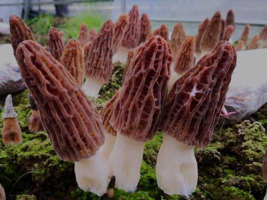 哪里有羊肚菌(羊肚菌都销到哪里了)-第3张图片-厨房小当家 哪里有羊肚菌(羊肚菌都销到哪里了)-第3张图片-厨房小当家