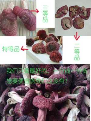 红菇是哪里的特产(江西红菇和福建红菇的区别)-第3张图片-厨房小当家 红菇是哪里的特产(江西红菇和福建红菇的区别)-第3张图片-厨房小当家
