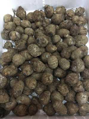 芋头种子哪里买最好,芋头哪里能买到-第1张图片-厨房小当家 芋头种子哪里买最好,芋头哪里能买到-第1张图片-厨房小当家