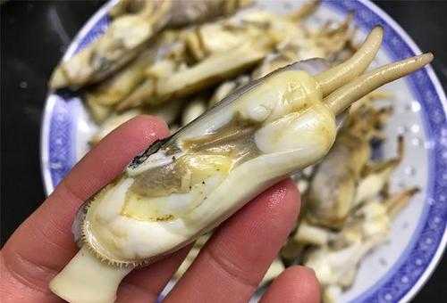 应该吃蛏子的哪里,蛏子吃哪里的肉-第1张图片-厨房小当家 应该吃蛏子的哪里,蛏子吃哪里的肉-第1张图片-厨房小当家