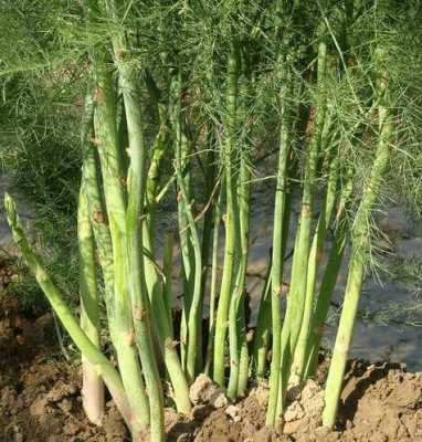 种植芦笋的十大禁忌,芦笋哪儿不能吃-第3张图片-厨房小当家 种植芦笋的十大禁忌,芦笋哪儿不能吃-第3张图片-厨房小当家