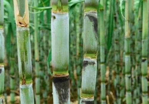 甘蔗哪里好(甘蔗哪里好吃又甜)-第1张图片-厨房小当家 甘蔗哪里好(甘蔗哪里好吃又甜)-第1张图片-厨房小当家