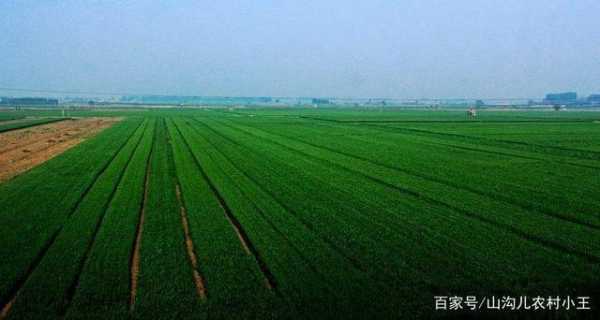 小麦哪里好(国内哪里的小麦最好)-第3张图片-厨房小当家 小麦哪里好(国内哪里的小麦最好)-第3张图片-厨房小当家