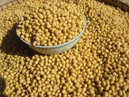黄豆哪里的好(哪里产的黄豆最好)-第2张图片-厨房小当家 黄豆哪里的好(哪里产的黄豆最好)-第2张图片-厨房小当家