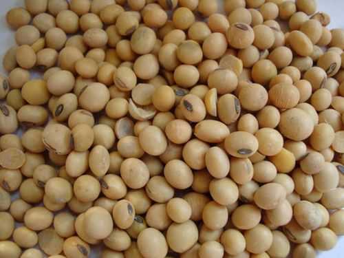 黄豆哪里的好(哪里产的黄豆最好)-第3张图片-厨房小当家 黄豆哪里的好(哪里产的黄豆最好)-第3张图片-厨房小当家
