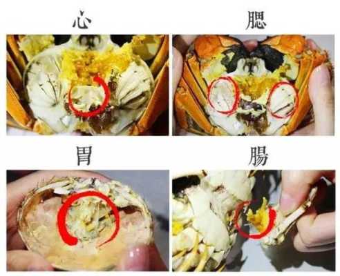 螃蟹的蟹胃在哪里(螃蟹的蟹胃在哪里有照片有图片)-第3张图片-厨房小当家 螃蟹的蟹胃在哪里(螃蟹的蟹胃在哪里有照片有图片)-第3张图片-厨房小当家