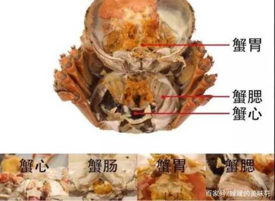 螃蟹的蟹胃在哪里(螃蟹的蟹胃在哪里有照片有图片)-第1张图片-厨房小当家 螃蟹的蟹胃在哪里(螃蟹的蟹胃在哪里有照片有图片)-第1张图片-厨房小当家