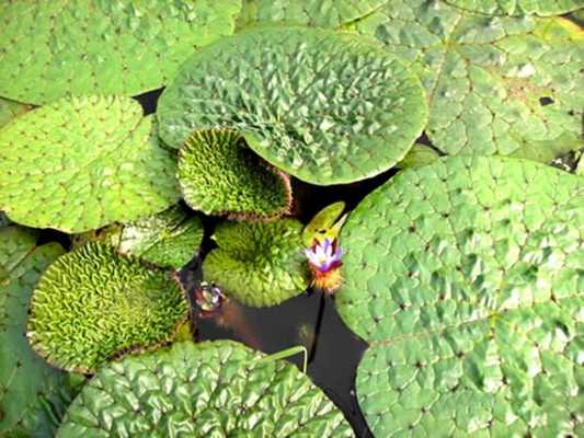 芡实哪里产的最好,芡实哪里好些-第3张图片-厨房小当家 芡实哪里产的最好,芡实哪里好些-第3张图片-厨房小当家