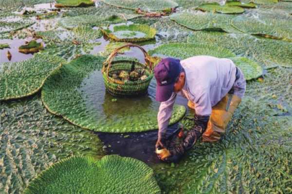 北方芡实哪里的好,哪里芡实最好-第2张图片-厨房小当家 北方芡实哪里的好,哪里芡实最好-第2张图片-厨房小当家