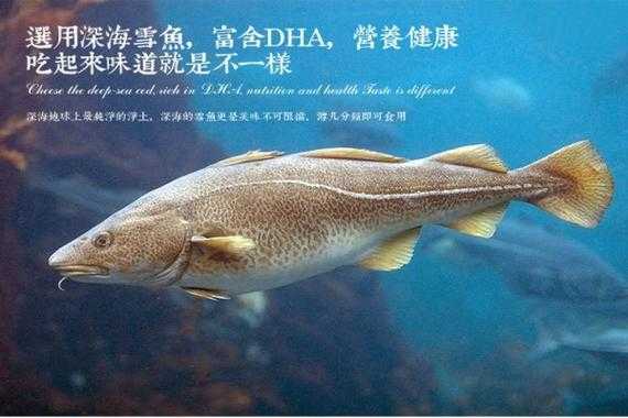 鳕鱼哪里好(哪里的鳕鱼好吃)-第1张图片-厨房小当家 鳕鱼哪里好(哪里的鳕鱼好吃)-第1张图片-厨房小当家
