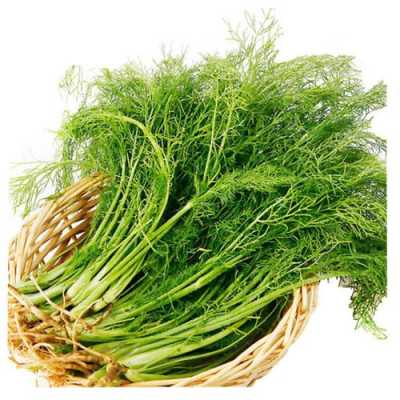 茴香菜哪里有(茴香产于哪里)-第2张图片-厨房小当家 茴香菜哪里有(茴香产于哪里)-第2张图片-厨房小当家