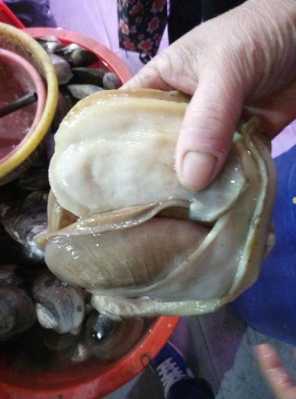 鳑鲏怎么区分公母,河蚌哪里可以吃图解-第1张图片-厨房小当家 鳑鲏怎么区分公母,河蚌哪里可以吃图解-第1张图片-厨房小当家