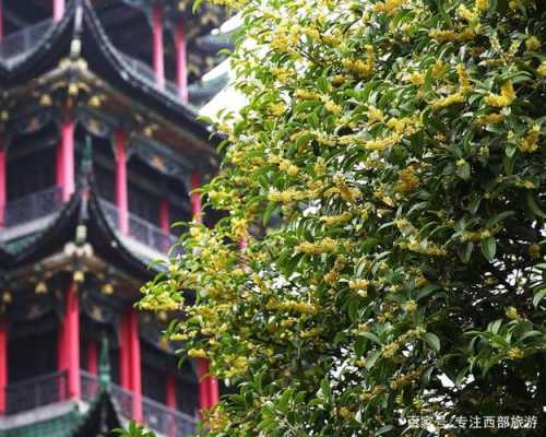 重庆哪里可以看桂花,哪里看桂花最好-第1张图片-厨房小当家 重庆哪里可以看桂花,哪里看桂花最好-第1张图片-厨房小当家