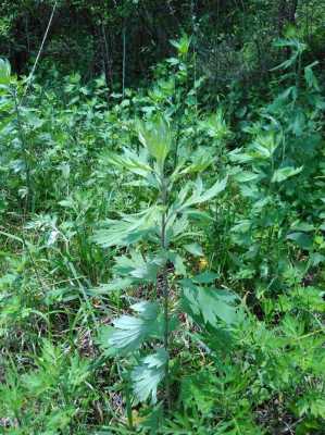 哪里的艾草最好(全国哪里的艾草最好)-第3张图片-厨房小当家 哪里的艾草最好(全国哪里的艾草最好)-第3张图片-厨房小当家