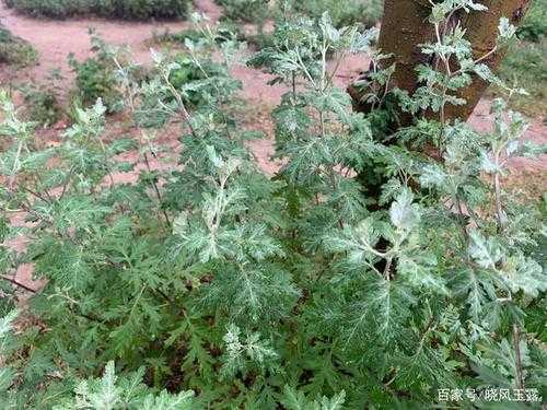 哪里的艾草最好(全国哪里的艾草最好)-第1张图片-厨房小当家 哪里的艾草最好(全国哪里的艾草最好)-第1张图片-厨房小当家
